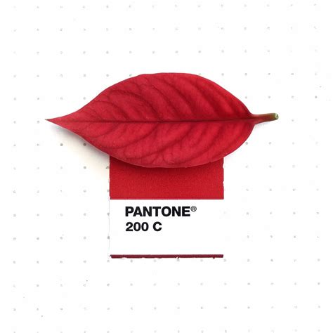 Pantone 200 Color Matchpoinsettias Red Leafi Hope Youre Having A