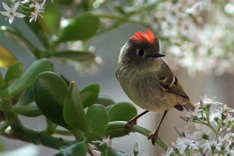 Why Did Tiny Bird At Window Flash Me Rarely Seen Red Feather Crown