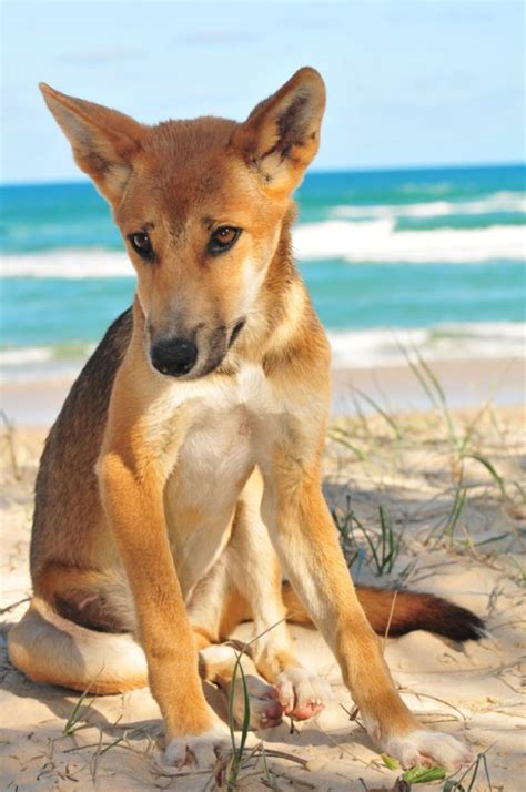 Cute Dingo Pup Travel Photography