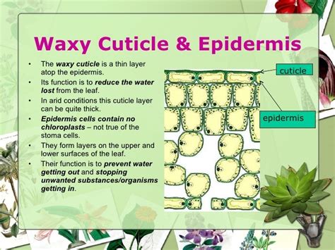 Function Of Waxy Cuticle