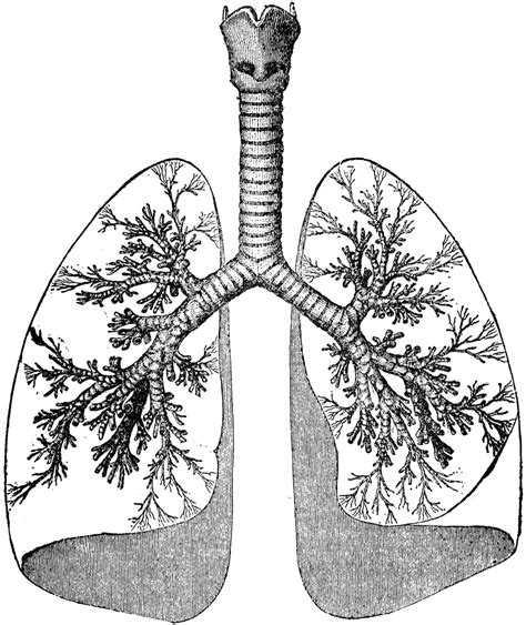 Lungs And Trachea Clipart Etc