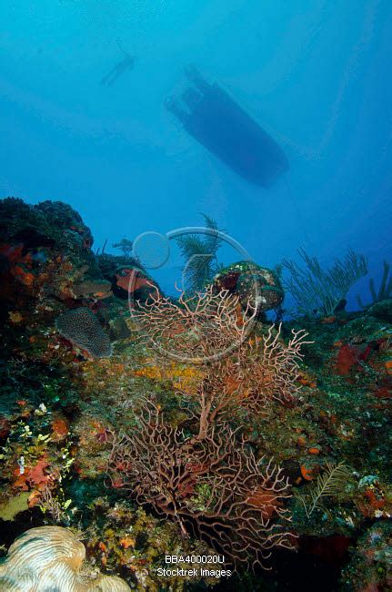 Diver And Boat Above Black Coral Bushes In French Cay Turks And Caicos
