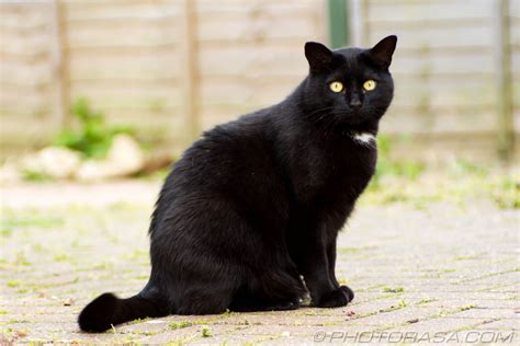 Black Cat Breeds With Yellow Eyes