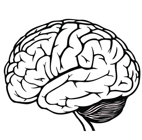 Brain Outline Drawing Free Download On Clipartmag