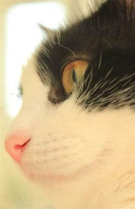 Nesrin Aras adlı kullanıcının pisicanlar panosundaki Pin Smokin kedi