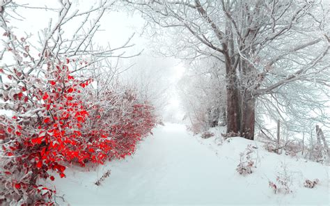 Landscape Tree Nature Beautiful Snow Winter Christmas F Wallpaper