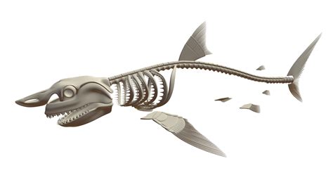 Great White Shark Skeleton Buy Royalty Free 3d Model By 3dhorse