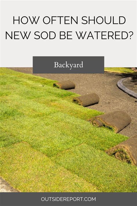 How Often Should New Sod Be Watered