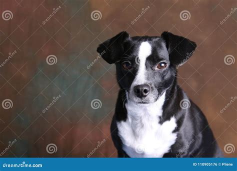 Serious Little Pet Dog Against Brown Background 2 Stock Photo Image