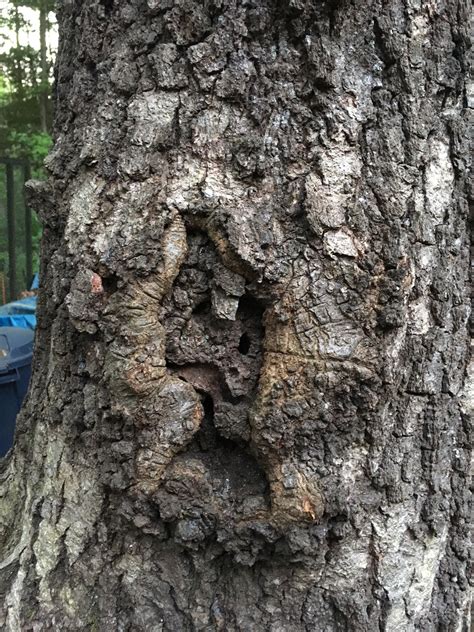 Diseased Oak Tree Ask Extension