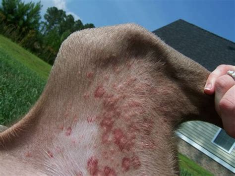 7 Common Bug Bites On Dogs And Cats Petmd