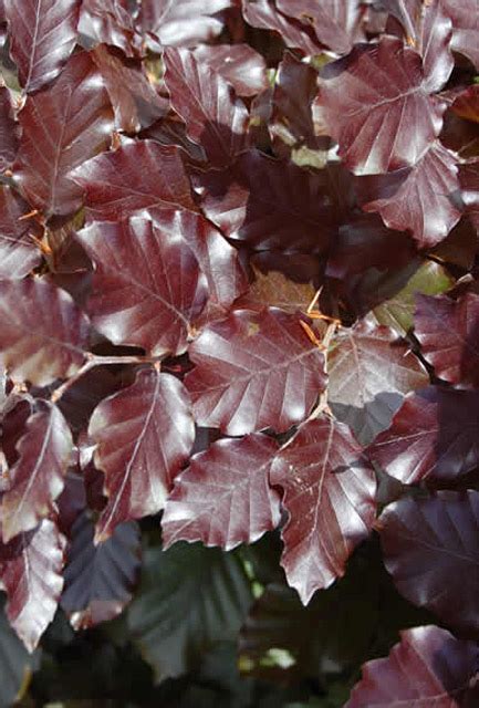 Purple Or Copper Beech Hedge Fagus Sylvatica Purpurea Hedging Plants