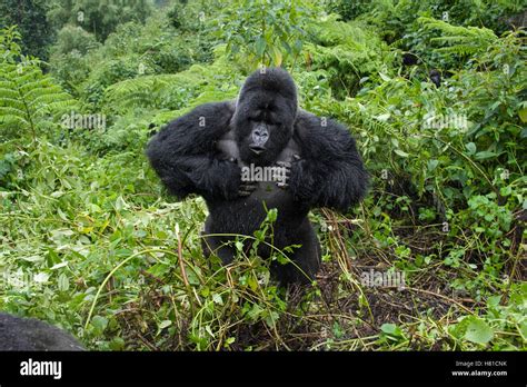 Mountain Gorilla Gorilla Gorilla Beringei Silverback Beating Chest