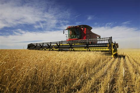 Kansas Wheat Harvest Resumes After Rain 2018 06 28 Food Business News