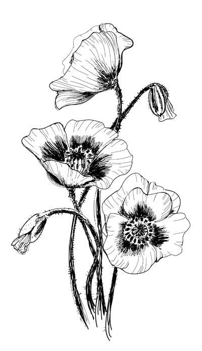 Poppies Poppy Drawing Flower Sketches Flower Art Drawing