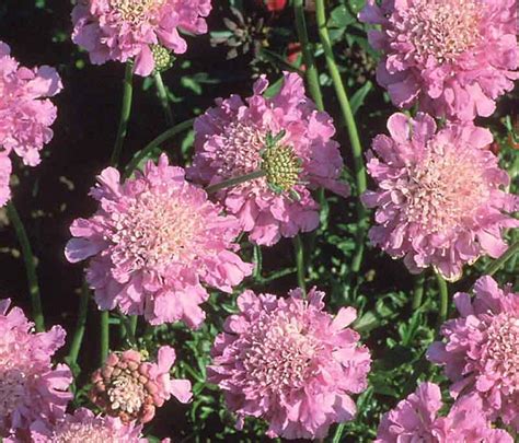 Scabiosa Pink Mist Pincushion Flower Scabiosa Columbaria Long