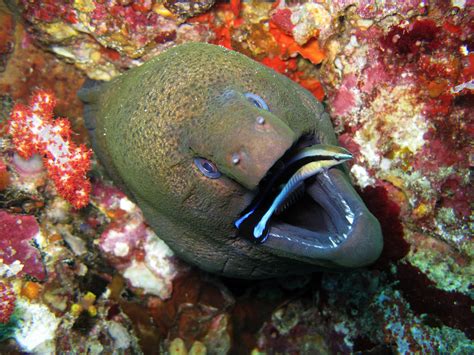 The most common moray eel sold as a freshwater fish is the gymnothorax tile, which is often what people are referring to when they reference a freshwater moray eel. The Giant Moray Eel (pics)(info)(neat.jpg)(nature) - Bodybuilding.com Forums