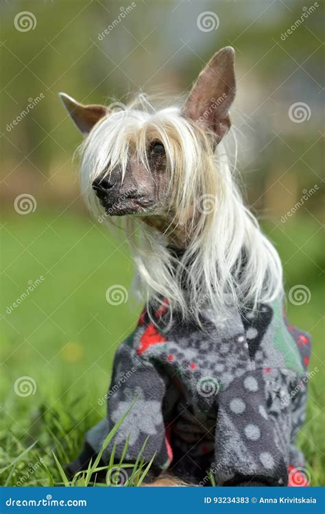 Old Chinese Crested Dog Stock Image Image Of Doggy Grooming 93234383
