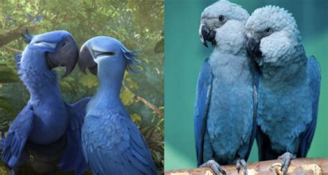 Blue Parrot Known From The Movie ‘rio Is Now Officially Extinct Beopeo