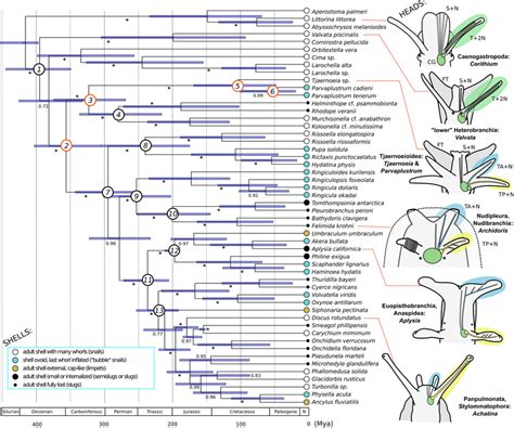 Time Calibrated Phylogeny Of Heterobranch Gastropods And Distributions