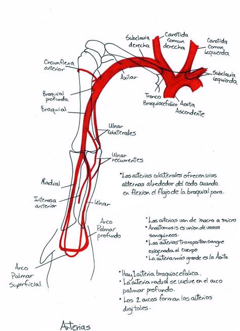 Arteries Diagram Upper Body Vascular Anatomy Of The Upper Limbs Images