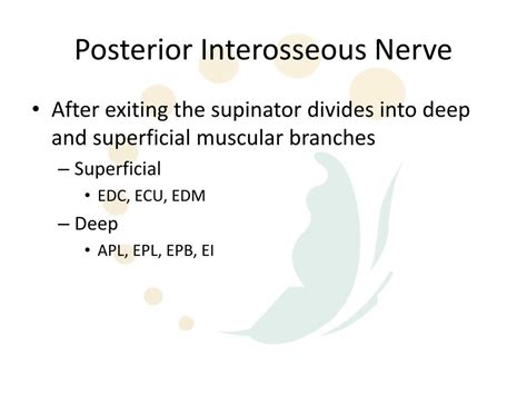 Ppt Radial Nerve Anatomy Episode 1 Powerpoint Presentation Free