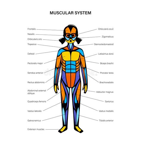 Human Muscle Diagram For Kids