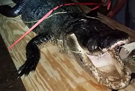 Photos Nearly 14 Foot Alligator Taken During 1st Segment Of Season