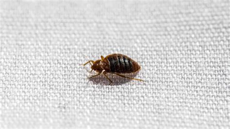 foto bedbugs spread across south korea including incheon and daegu