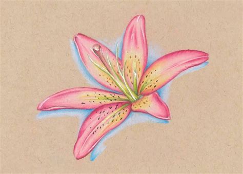 Colored Pencil Drawings Of Flowers