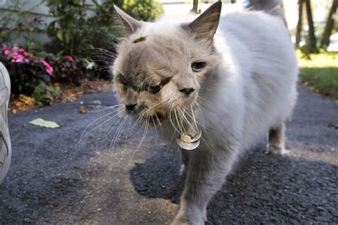 Two Faced Cat Dies At 15