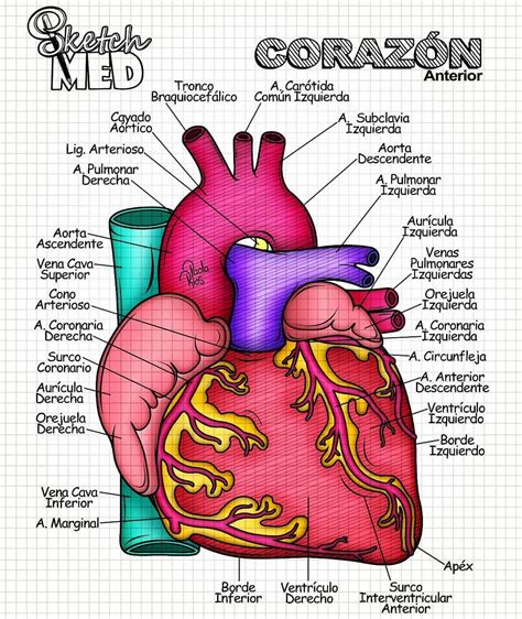 Cavidades Del Corazon Anatomia Cardiaca Anatomia Cuerpo Humano Images