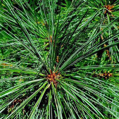 Korean Stone Pine Pinus Koraiensis Zone 3 25 Plug Seedlings