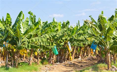 Banana Plantation In Australia — Stock Photo © Meisterphotos 105542878