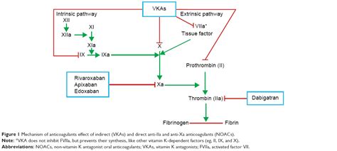 Indirect inhibition of factor xa. Full text New oral anticoagulants: their advantages and ...