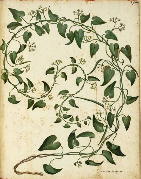 Pin By Meg Clay On Print Filigree And Damasks Vine Drawing Botanical