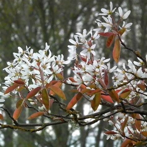 Best Small Flowering Trees For Your Garden Plantly