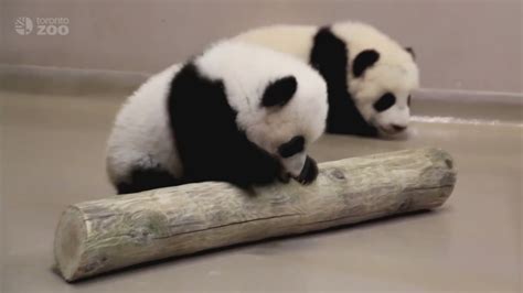 Four Month Old Panda Cubs Show Off Walking Skills Abc7 San Francisco