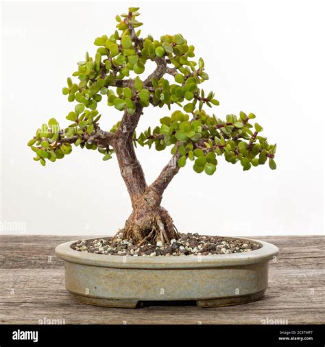 Jade Bonsai Tree Portulacaria Afra On Rustic Wood Stock Photo Alamy
