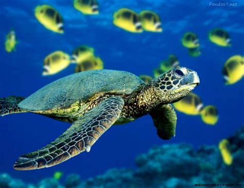 Baby Sea Turtles Swimming Wallpapers Gallery