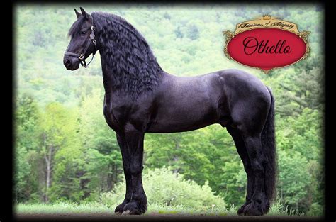 Home Friesians Of Majesty Friesian Stallions And Horses For Sale