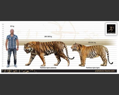The Ngandong Tiger A Large Extinct Subspecies Of Tiger And One Of The