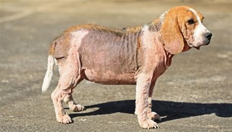 6 Common Dog Skin Conditions And What To Do About Them