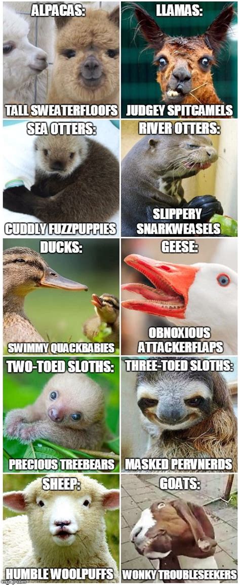 Funny Animals Names Meme