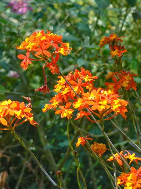 Sweet orange tree (citrus sinensis), hardy in usda zones 9 through 11, is also a suitable home for orchids. My Crazy Quilt Life: Some Favorite Garden Spots, Currently