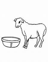 Sheep Coloring Printable Shaun Sheets Clipart Bestcoloringpagesforkids Library Popular Coloring2print sketch template