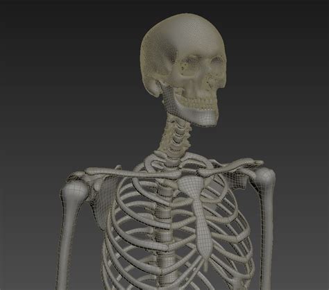 3d Model Human Skeleton Rigged Vr Ar Low Poly Rigged Animated Cgtrader