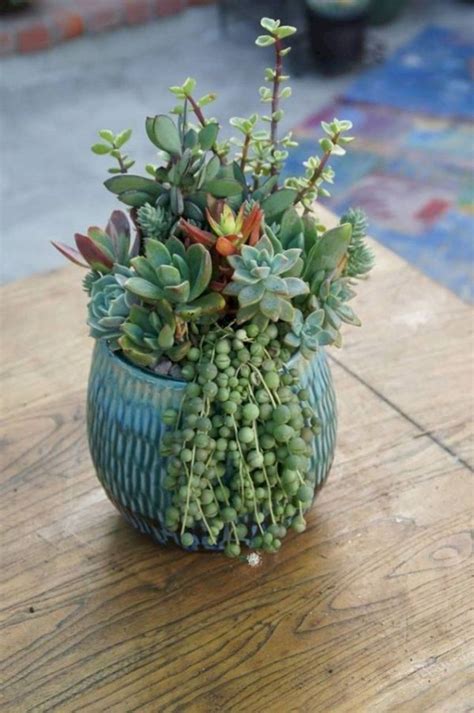 Pots Or Planter For Succulents Jihanshanum Succulents In Containers