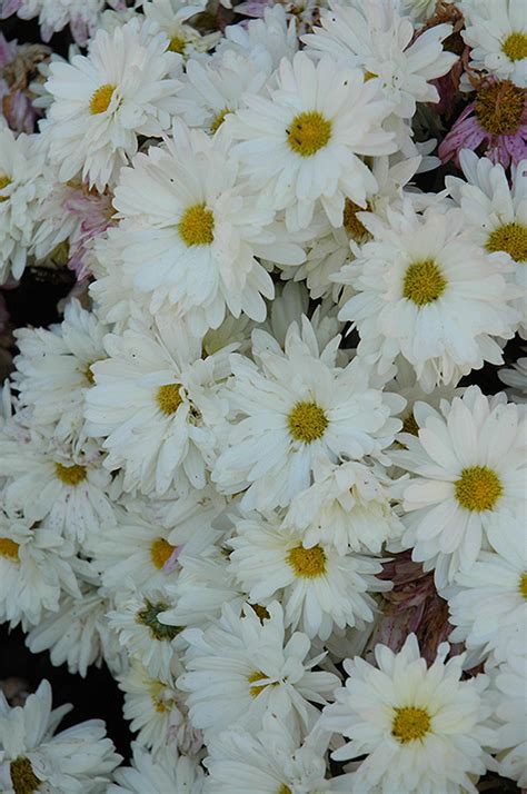 White Daisy Chrysanthemum Chrysanthemum White Daisy In Ottawa