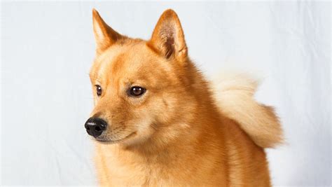 Finnish Spitz Finnish Spitz Spitz Puppy Rare Dog Breeds